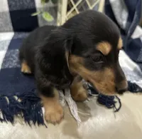 Chrissy, a female Miniature Dachshund for sale in Whitesboro, TX – Photo 5 of 6