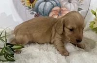 Autumn, a female Miniature Dachshund for sale in Whitesboro, TX – 4 of 9