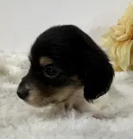 Tess, a female Miniature Dachshund for sale in Whitesboro, TX – 4 of 5