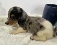 Gentry   Sold, a male Miniature Dachshund for sale in Whitesboro, TX – 5 of 5
