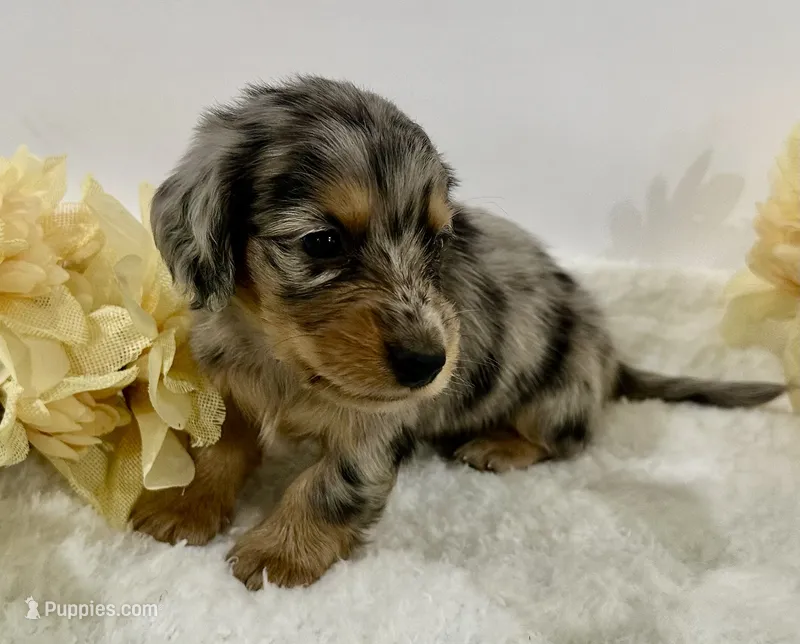 Journey – Miniature Dachshund puppy for sale in Whitesboro, TX