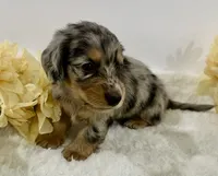 Journey, a male Miniature Dachshund for sale in Whitesboro, TX – 1 of 10