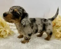 Journey, a male Miniature Dachshund for sale in Whitesboro, TX – 6 of 10
