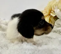 Tess, a female Miniature Dachshund for sale in Whitesboro, TX – 5 of 5