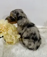 Journey, a male Miniature Dachshund for sale in Whitesboro, TX – 10 of 10