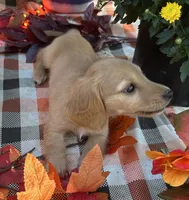 Autumn Hold, a female Miniature Dachshund for sale in Whitesboro, TX – 6 of 7