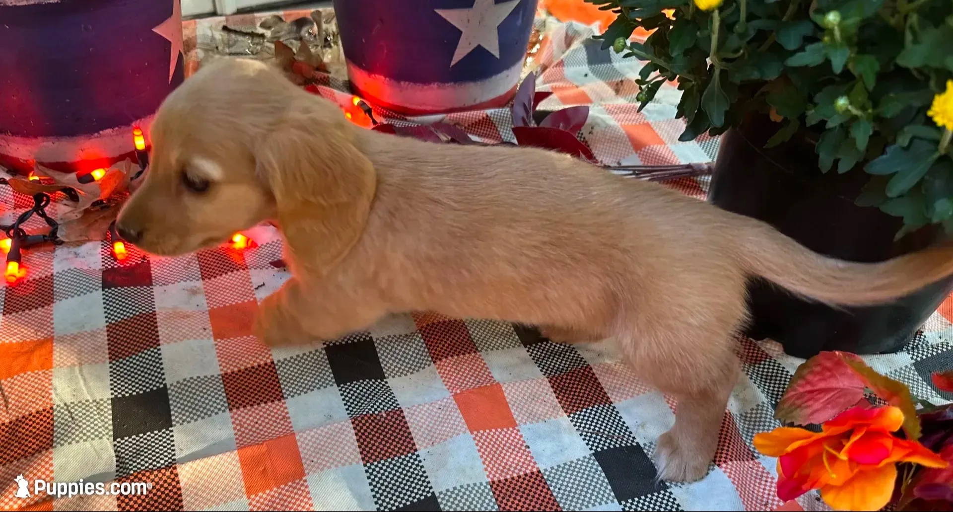 Autumn Hold, a female Miniature Dachshund for sale in Whitesboro, TX – 2 of 7