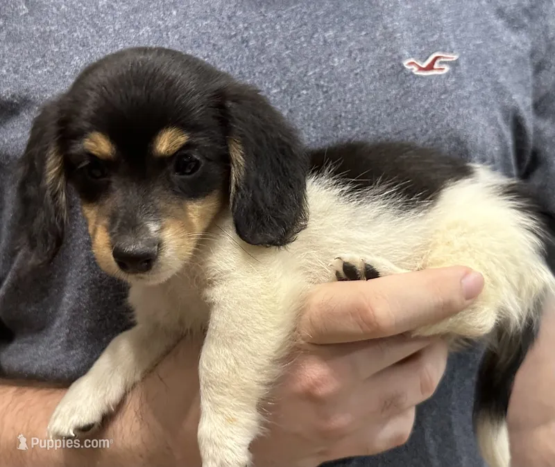 Tess – Miniature Dachshund puppy for sale in Whitesboro, TX