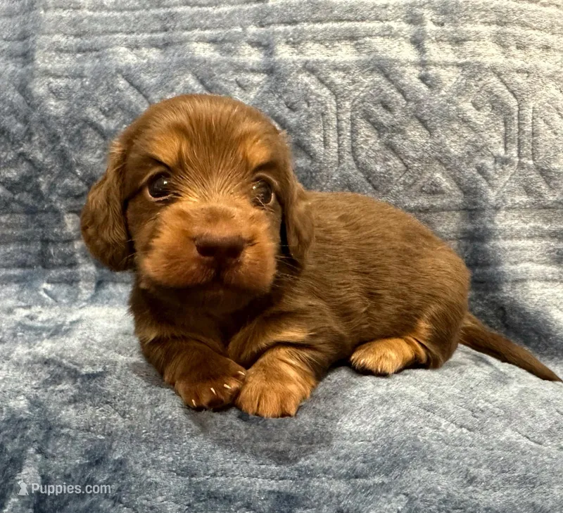 Bunny  Hold – Miniature Dachshund puppy for sale in Whitesboro, TX