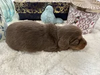 Bunny, a female Miniature Dachshund for sale in Whitesboro, TX – Photo 2 of 4