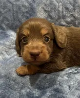 Bunny  Hold, a female Miniature Dachshund for sale in Whitesboro, TX – Photo 2 of 8