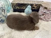 Bunny, a female Miniature Dachshund for sale in Whitesboro, TX – Photo 4 of 4