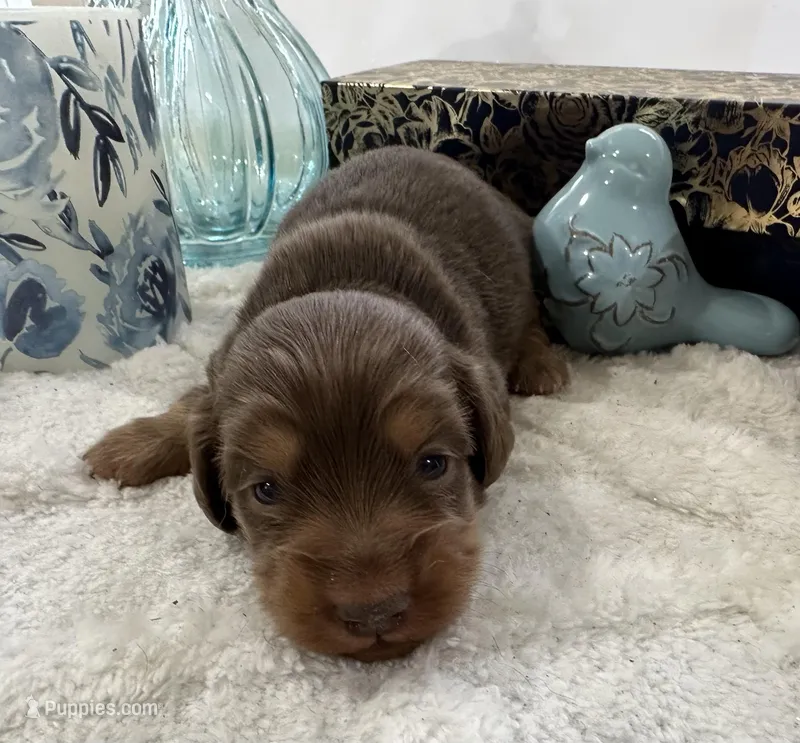 Bunny – Miniature Dachshund puppy for sale in Whitesboro, TX