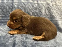 Bunny  Hold, a female Miniature Dachshund for sale in Whitesboro, TX – Photo 3 of 8