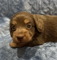 Bunny  Hold, a female Miniature Dachshund for sale in Whitesboro, TX – Photo 4 of 8