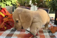 Autumn Hold, a female Miniature Dachshund for sale in Whitesboro, TX – 4 of 7