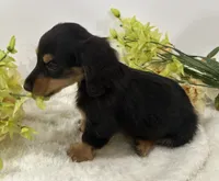 Bella, a female Miniature Dachshund for sale in Whitesboro, TX – 5 of 5