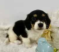 Trace, a male Miniature Dachshund for sale in Whitesboro, TX – 7 of 9
