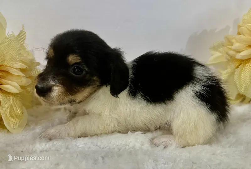 Tess – Miniature Dachshund puppy for sale in Whitesboro, TX
