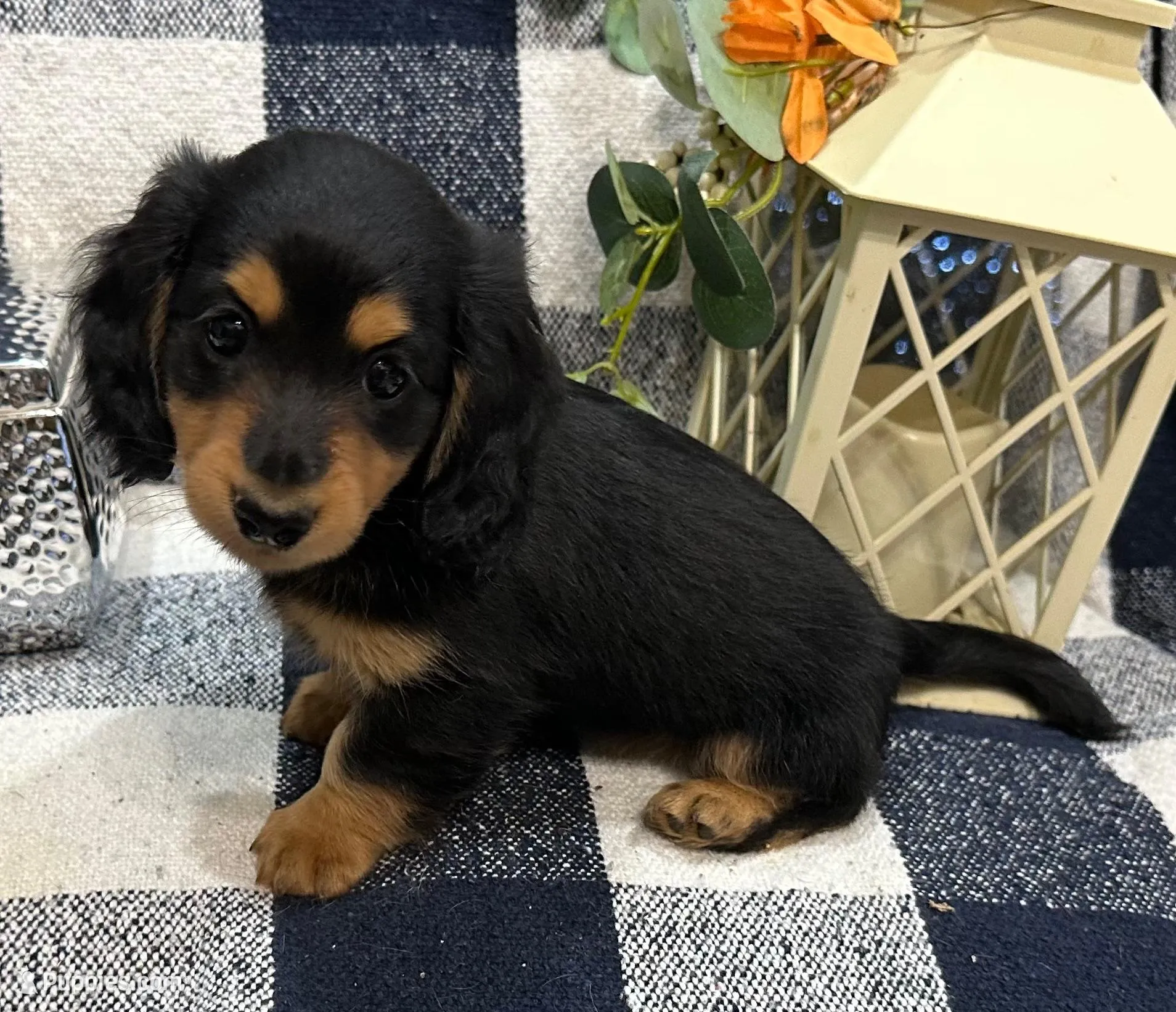 Gabby, a female Miniature Dachshund for sale in Whitesboro, TX – Photo 6 of 9