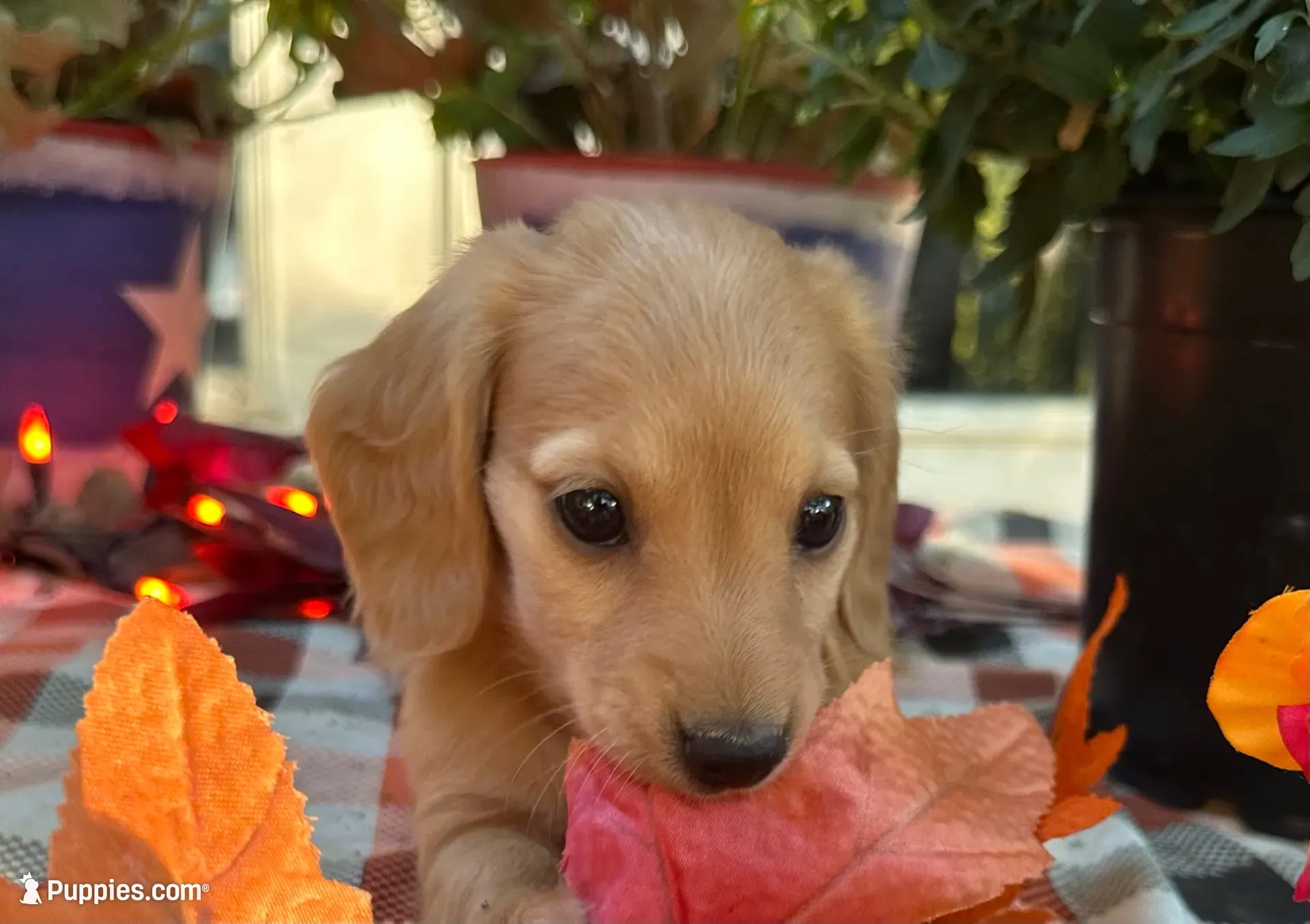 Autumn Hold, a female Miniature Dachshund for sale in Whitesboro, TX – 7 of 7
