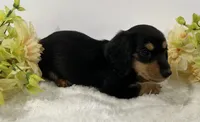 Bella, a female Miniature Dachshund for sale in Whitesboro, TX – 3 of 5