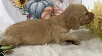 Autumn, a female Miniature Dachshund for sale in Whitesboro, TX – 6 of 9