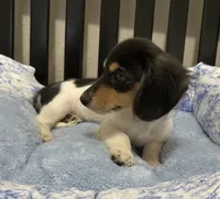 Tess, a female Miniature Dachshund for sale in Whitesboro, TX – 3 of 4