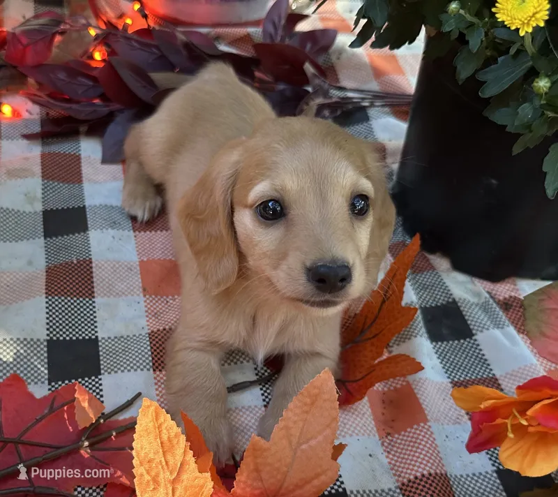 Autumn – Miniature Dachshund puppy for sale in Whitesboro, TX