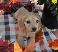 Autumn Hold, a female Miniature Dachshund for sale in Whitesboro, TX – 1 of 7