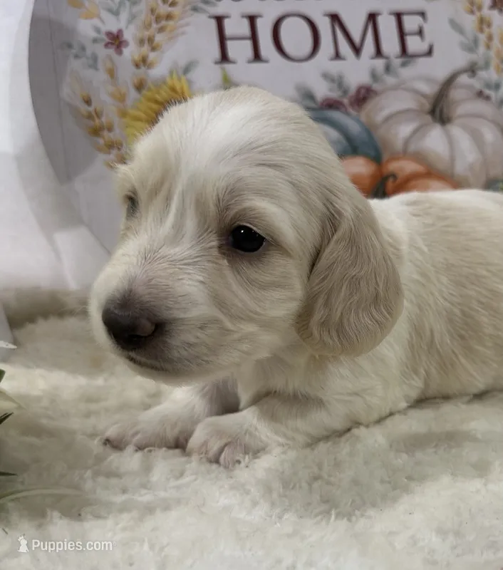 Angel – Miniature Dachshund puppy for sale in Whitesboro, TX