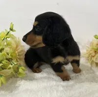 Bella, a female Miniature Dachshund for sale in Whitesboro, TX – 4 of 5