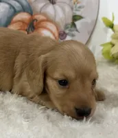Autumn, a female Miniature Dachshund for sale in Whitesboro, TX – 1 of 9