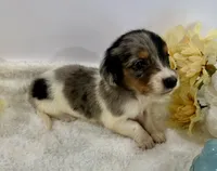 Gentry, a male Miniature Dachshund for sale in Whitesboro, TX – 3 of 5