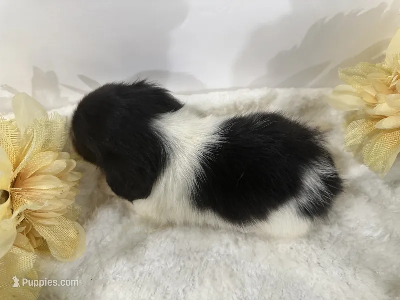 Tess – Miniature Dachshund puppy for sale in Whitesboro, TX