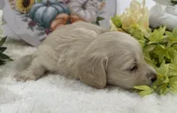 Olivia, a female Miniature Dachshund for sale in Whitesboro, TX – 4 of 9