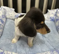 Tess, a female Miniature Dachshund for sale in Whitesboro, TX – 4 of 4