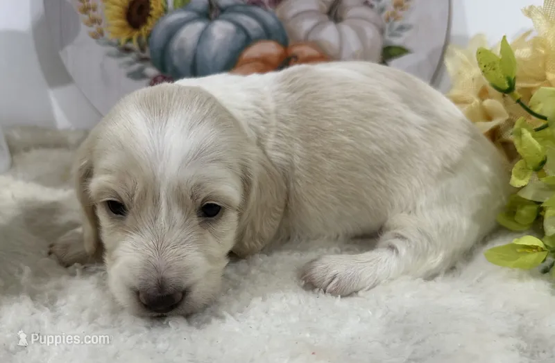Angel – Miniature Dachshund puppy for sale in Whitesboro, TX