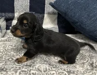 Samson, a male Miniature Dachshund for sale in Whitesboro, TX – 7 of 8