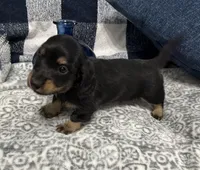 Samson, a male Miniature Dachshund for sale in Whitesboro, TX – 6 of 8