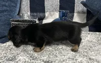 Samson, a male Miniature Dachshund for sale in Whitesboro, TX – 8 of 8