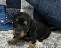 Samson, a male Miniature Dachshund for sale in Whitesboro, TX – 4 of 8