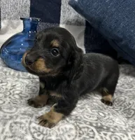 Samson, a male Miniature Dachshund for sale in Whitesboro, TX – 2 of 8
