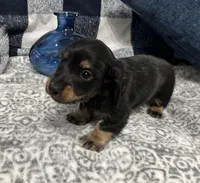 Samson, a male Miniature Dachshund for sale in Whitesboro, TX – 3 of 8