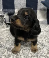 Samson, a male Miniature Dachshund for sale in Whitesboro, TX – 5 of 8