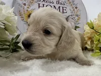 Olivia, a female Miniature Dachshund for sale in Whitesboro, TX – 3 of 9