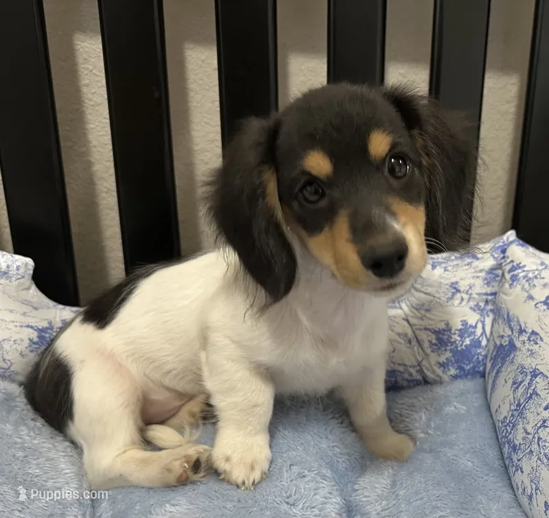 Tess – Miniature Dachshund puppy for sale in Whitesboro, TX