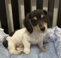 Tess, a female Miniature Dachshund for sale in Whitesboro, TX – 1 of 4