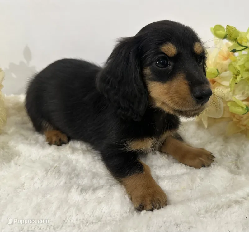 Bella – Miniature Dachshund puppy for sale in Whitesboro, TX