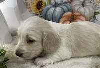 Angel Hold, a female Miniature Dachshund for sale in Whitesboro, TX – 6 of 7